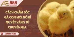 cach-cham-soc-ga-con-moi-no