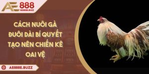 cach-nuoi-ga-duoi-dai