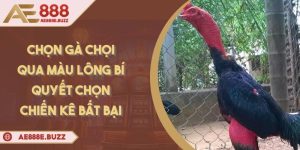 chon-ga-choi-qua-mau-long