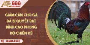 giam-can-cho-ga-da