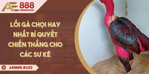 loi-ga-choi-hay-nhat